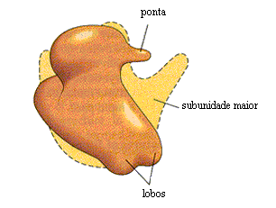 Prokaryote Small