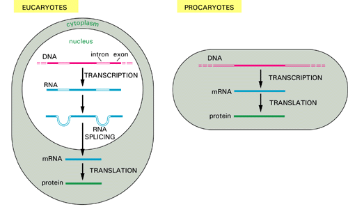 Esquema representativo do mecanismo de transcrição, tradução e