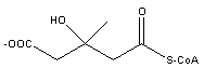Hydroxymethylglutaryl CoA