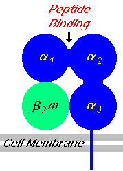 O diagrama esquemtico ilustra as diferentes regies da molcula do MHC. As molculas de classe I so compostas de uma cadeia a polimrfica ligada nao covalentemente a cadeia b2-microglobulina no polimrfica.