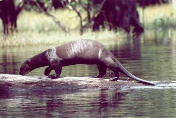 ariranha