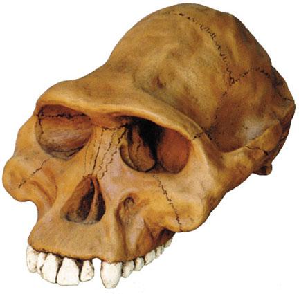 Australopithecus afarensis cast