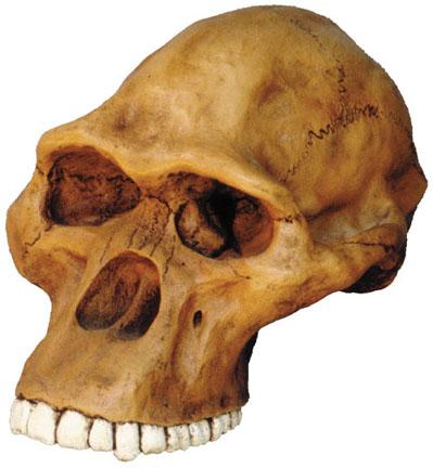 Australopithecus Africanus cast
