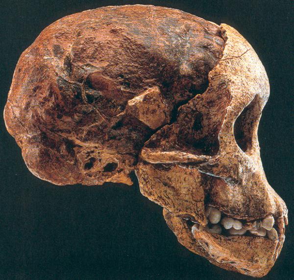 Australopithecus Africanus - the Taung child