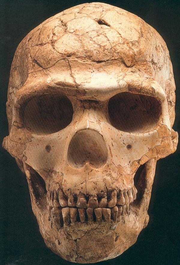 Archaic homo sapiens - Skhul