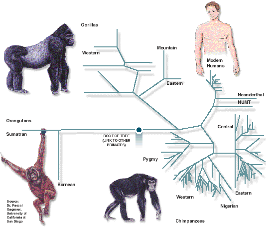 gorilla family tree