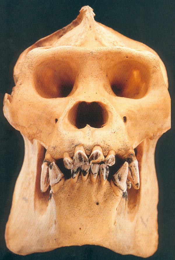 Gorilla (male)