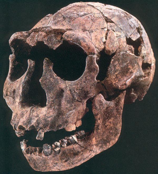 Homo ergaster (homo erectus) - Narikotome boy