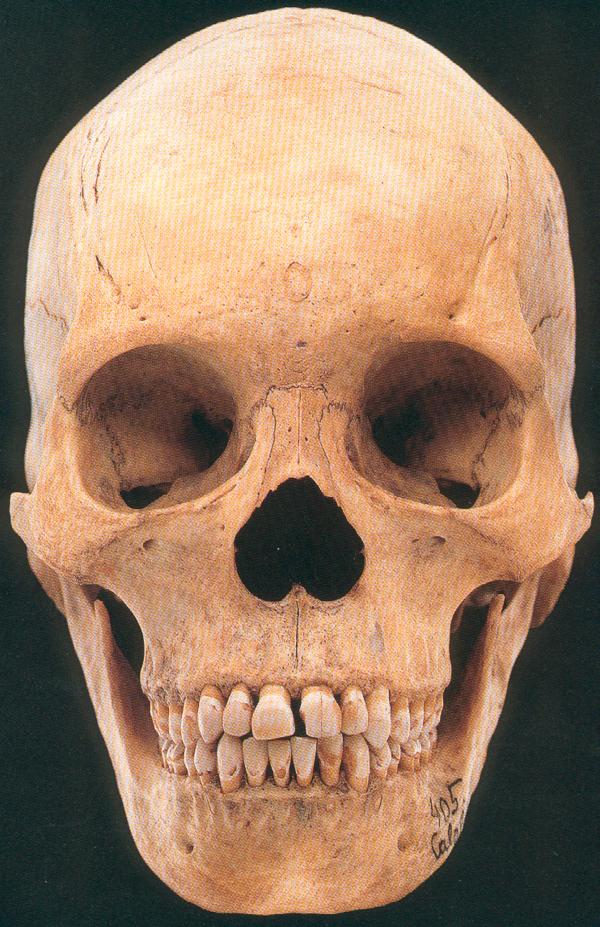 Homo sapiens sapiens