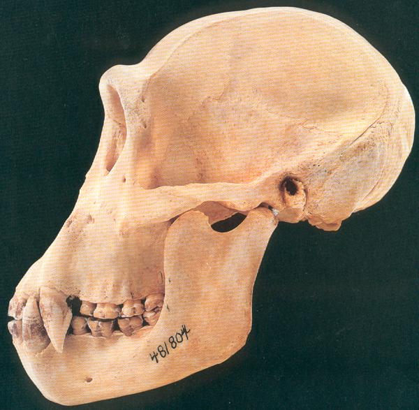 Pan troglodytes - common chimpanzee (male)
