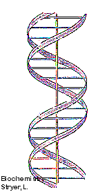 Em 1953, James Watson e Francis Crick propuseram um modelo de estrutura  tridimensional do DNA, baseado, principalmente, nos estudos de difração de  raios X de Rosalind Frandlin e Maurice Wilkins e em
