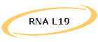 RNA L19