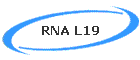 RNA L19